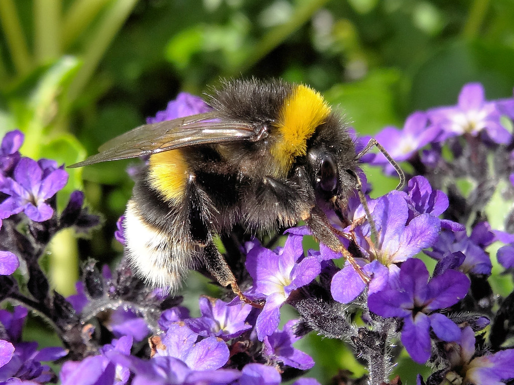 Dark Ground Bumblebee - Bombus terrestris (Terris)