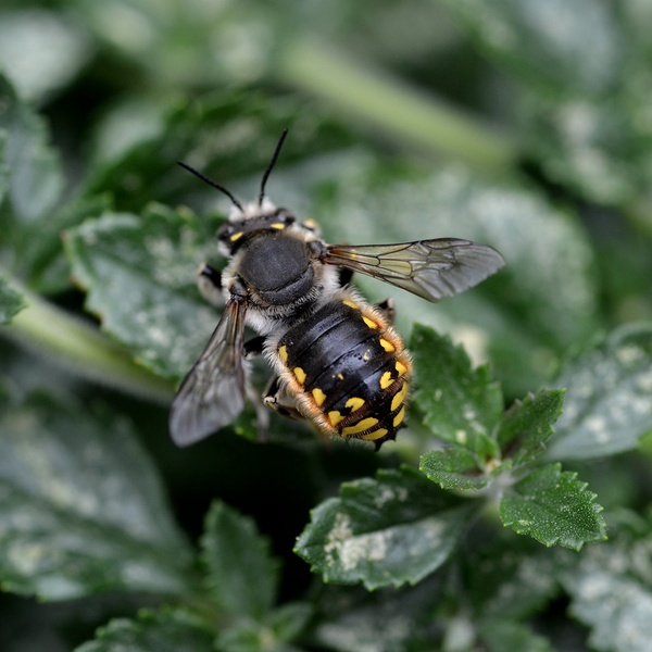 Garden Woolly Bee - Anthidium manicatum (Mani & Manica)