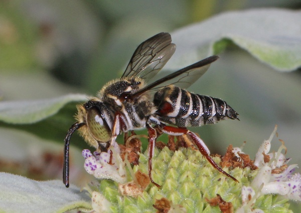 Cuckoo Leafcutter Bee (Cone Bee) - Coelioxys inermis (Coelia & Coelio)