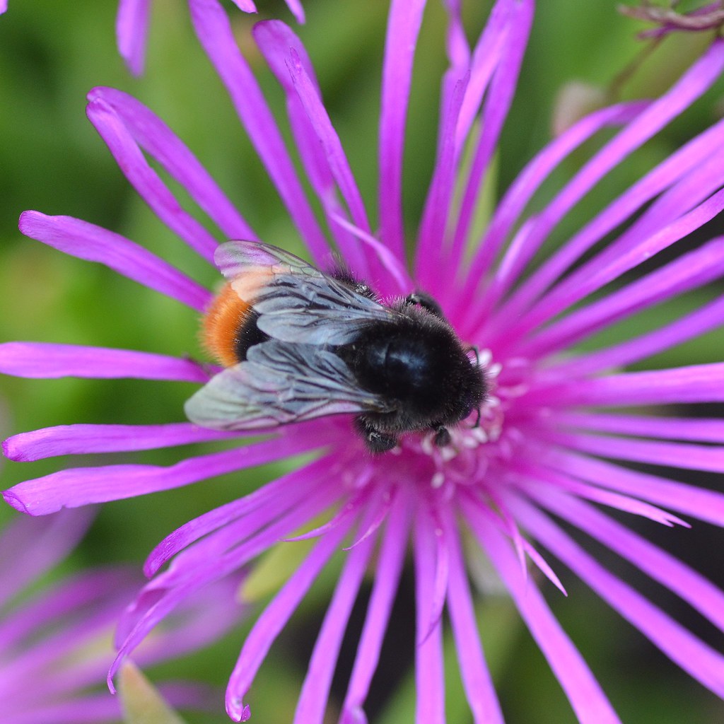 Mason Bee - Osmia cornuta (Mia)