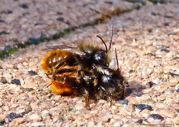 Snail-Shell Bee - Osmania bicolor (Lor)