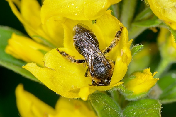 Thigh Bee - Macropis europaea (Ropa)