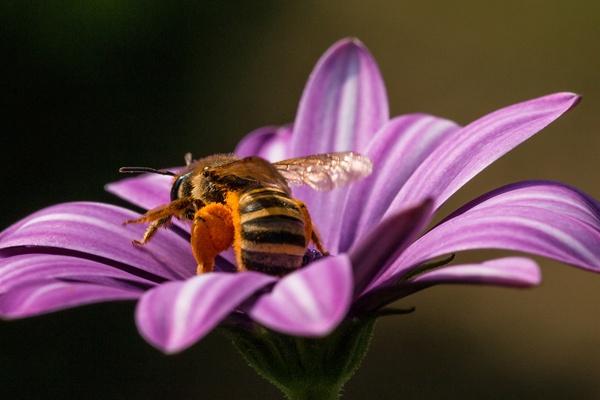 Trouser Bee - Dasypoda hirtipes (Hirti)