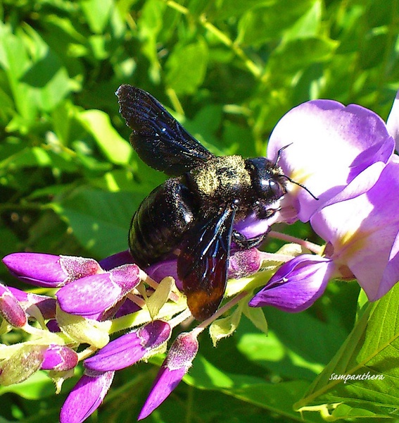Wood Bee - Xylocopa violacea (Viola)