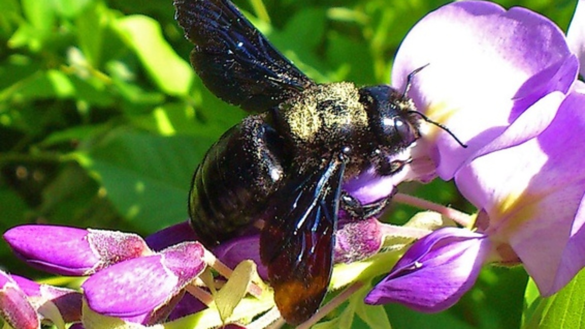 Holzbiene - Xylocopa violacea (Viola) 