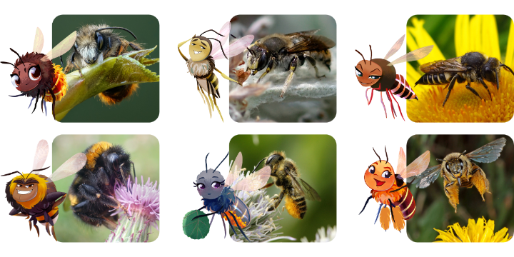 Auf dem Bild sind die Wildbienencharaktere von BeeLife zu sehen. Neben jedem der Charaktere ist ein Foto der tatsächlichen Wildbiene zu sehen. In der oberen Reihe sieht man Mia, die Gehörnte Mauerbiene, Mani, die Gartenwollbiene und Coelia, die Unbewehrte Kegelbiene. In der unteren Reihe sind Terris, die Dunkle Erdhummel, Chili, die Kleine Gartenblattschneiderbiene und Hirti, die Hosenbiene abgebildet.