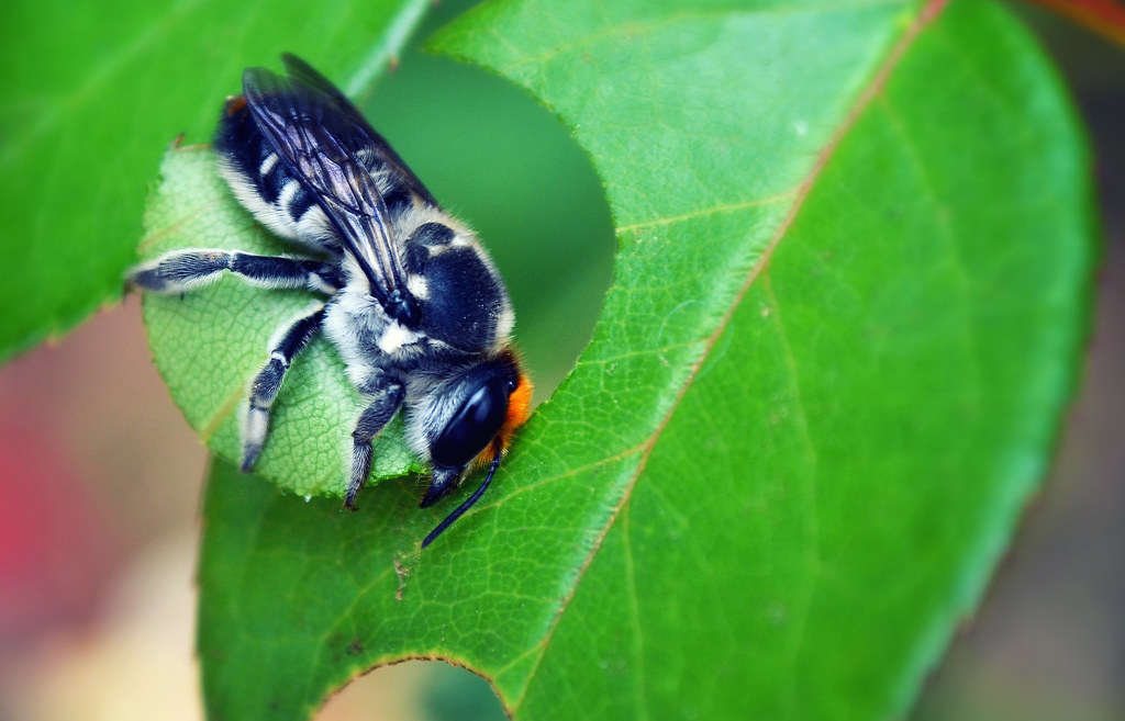 Leaf Cutter Bee - Megachile centuncularis (Chilli)