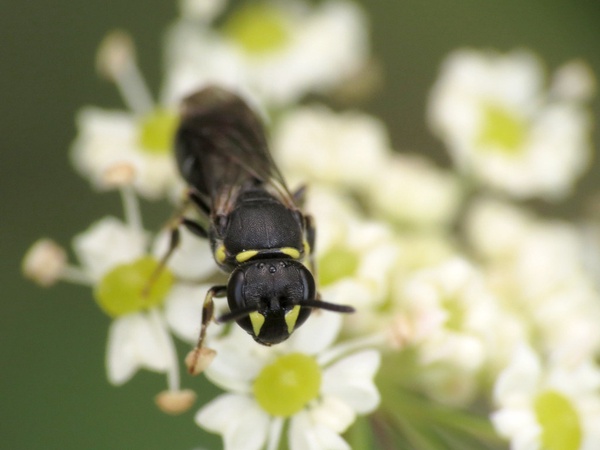 Masked Bee - Hylaeus communis (Leus)